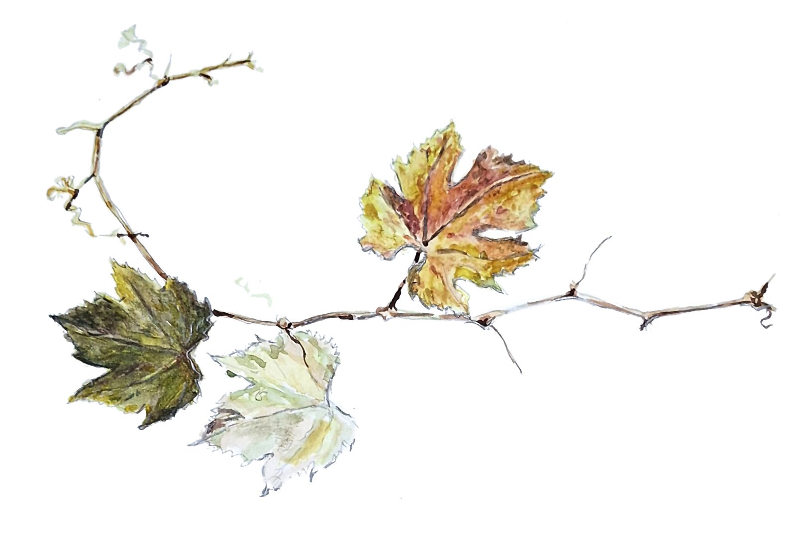 “Art & Wine” fusionará paisaje, arte y vino en el Cariñena Wine Museum